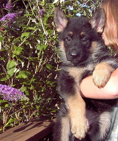 German Shepherd Puppies for Sale